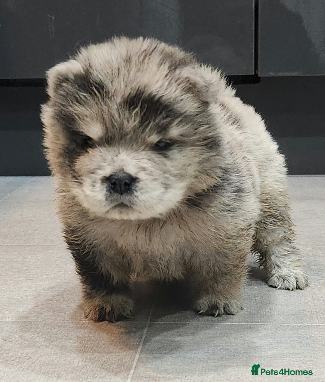 Chow Chow dogs for sale: Chow chow pedigree pups - Advert 1