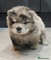 Chow Chow Puppy 2