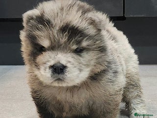 Chow Chow dogs Chow chow pedigree pups - Advert 1