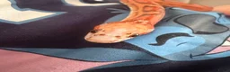 Corn Snake reptiles for sale: Red corn snake  in Oldham - Advert 3