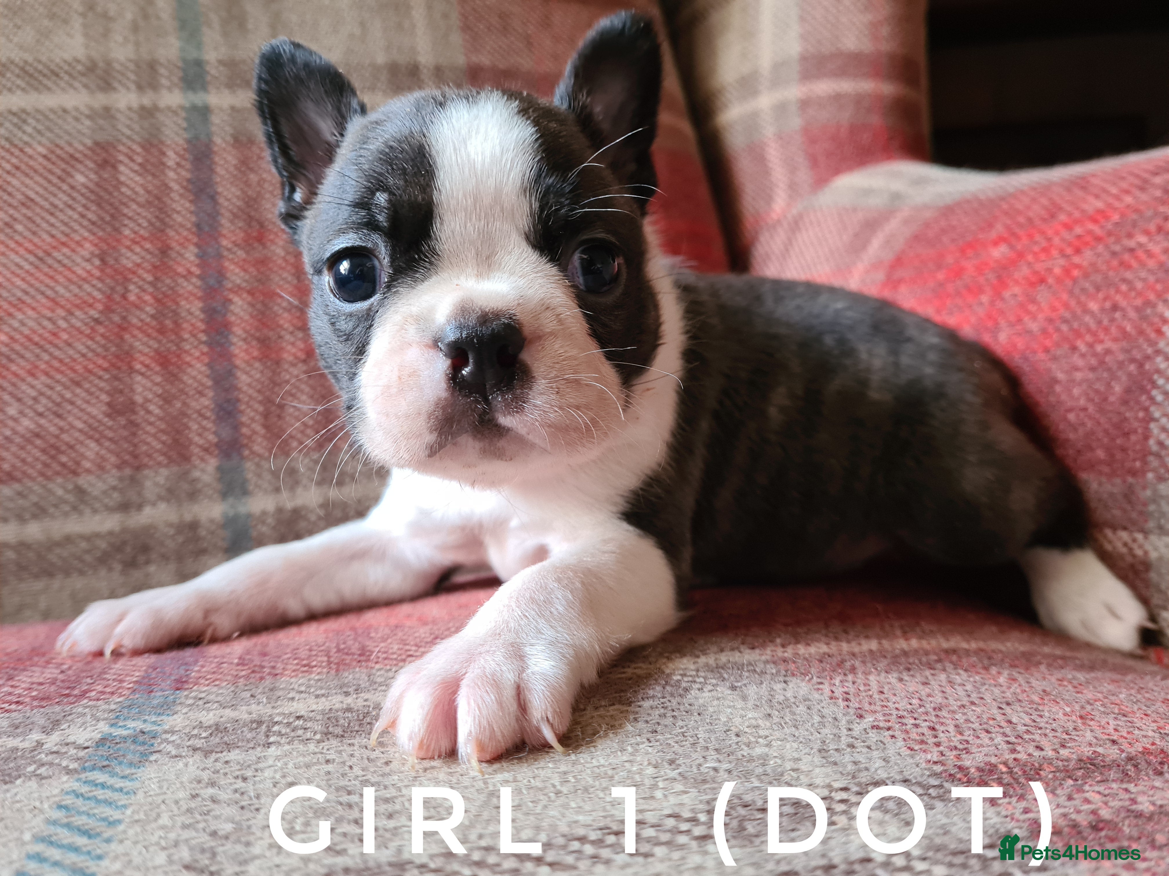 Blue Boston Terrier Terrier Breed Boston Terrier Full Size Boston