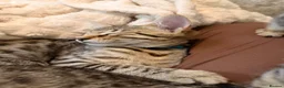 Savannah cats for sale: F4 savannah kittens ready to go - Advert 9