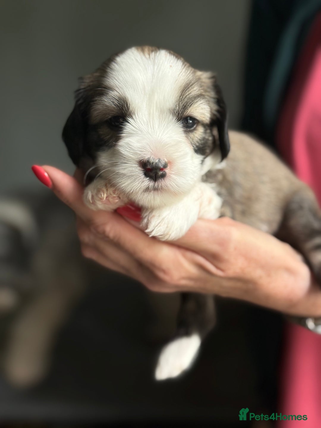 Tibetan Terrier dogs for stud: Tibetan Terrier for Stud Duties - Image 21