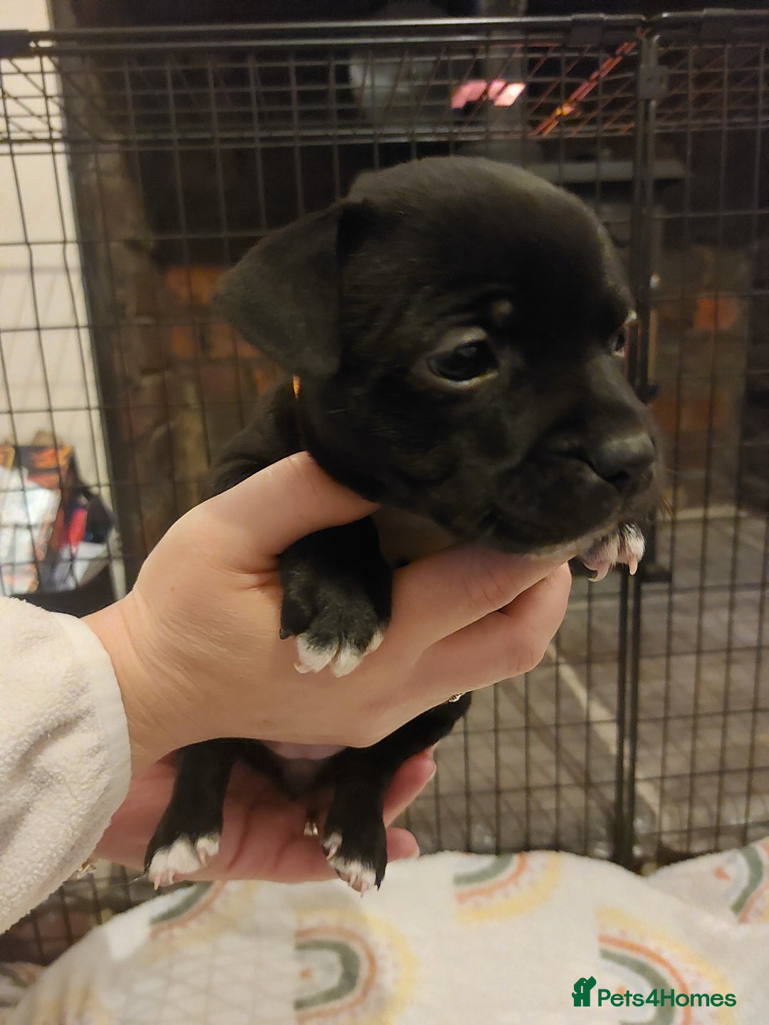 Staffordshire Bull Terrier dogs for sale: *2 left* Stunning Chunky KC Staffy Pups - Image 21