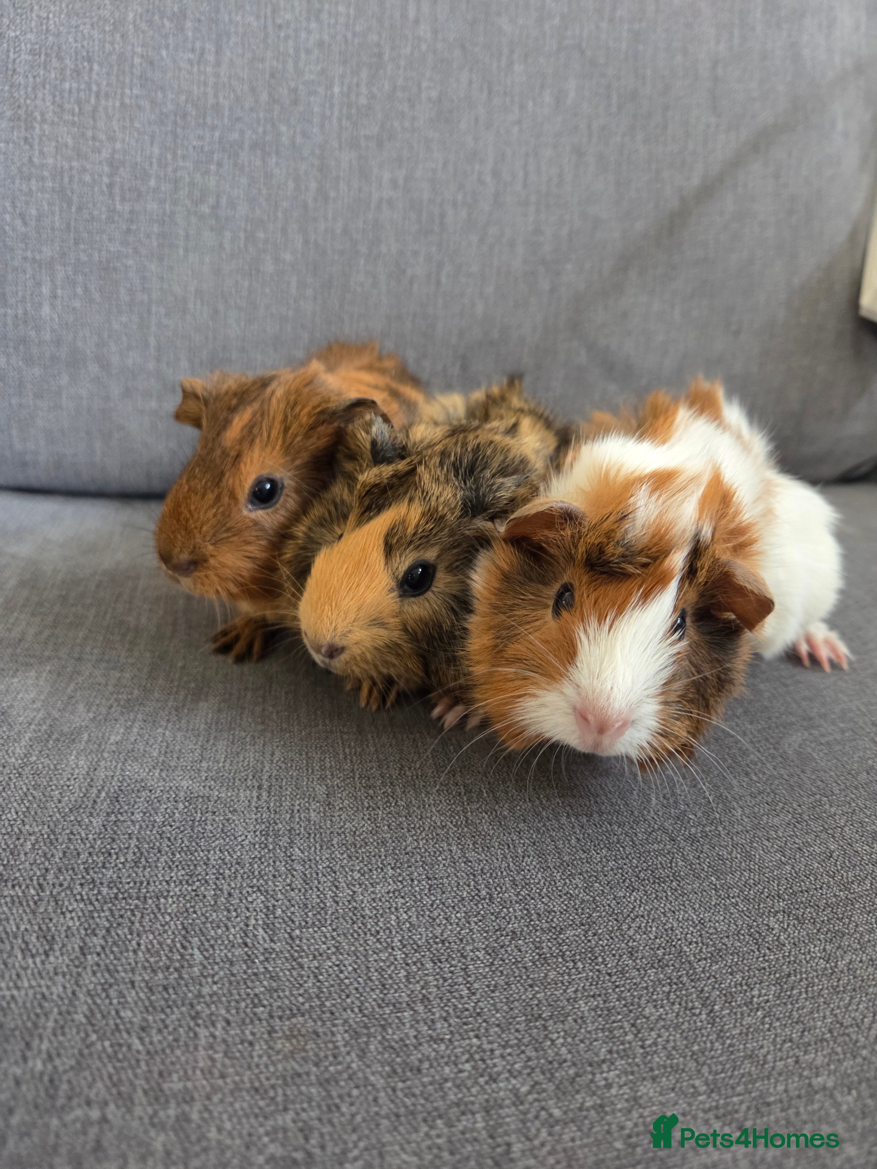 Guinea Pig rodents Baby guinea pigs for sale - Advert 1