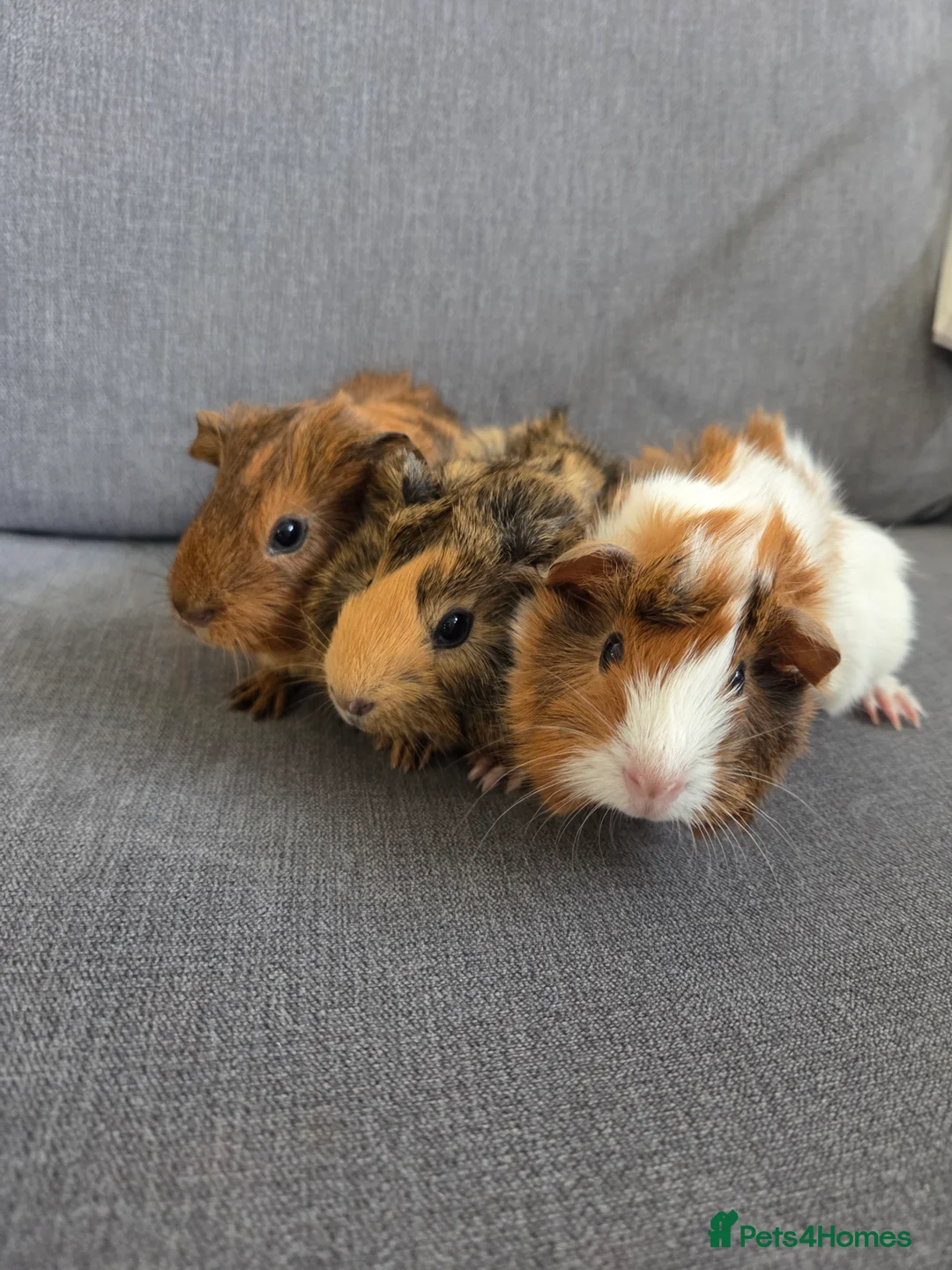 Guinea Pig rodents for sale: Baby guinea pigs for sale - Advert 1