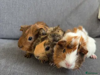 Guinea Pig rodents Baby guinea pigs for sale - Advert 1