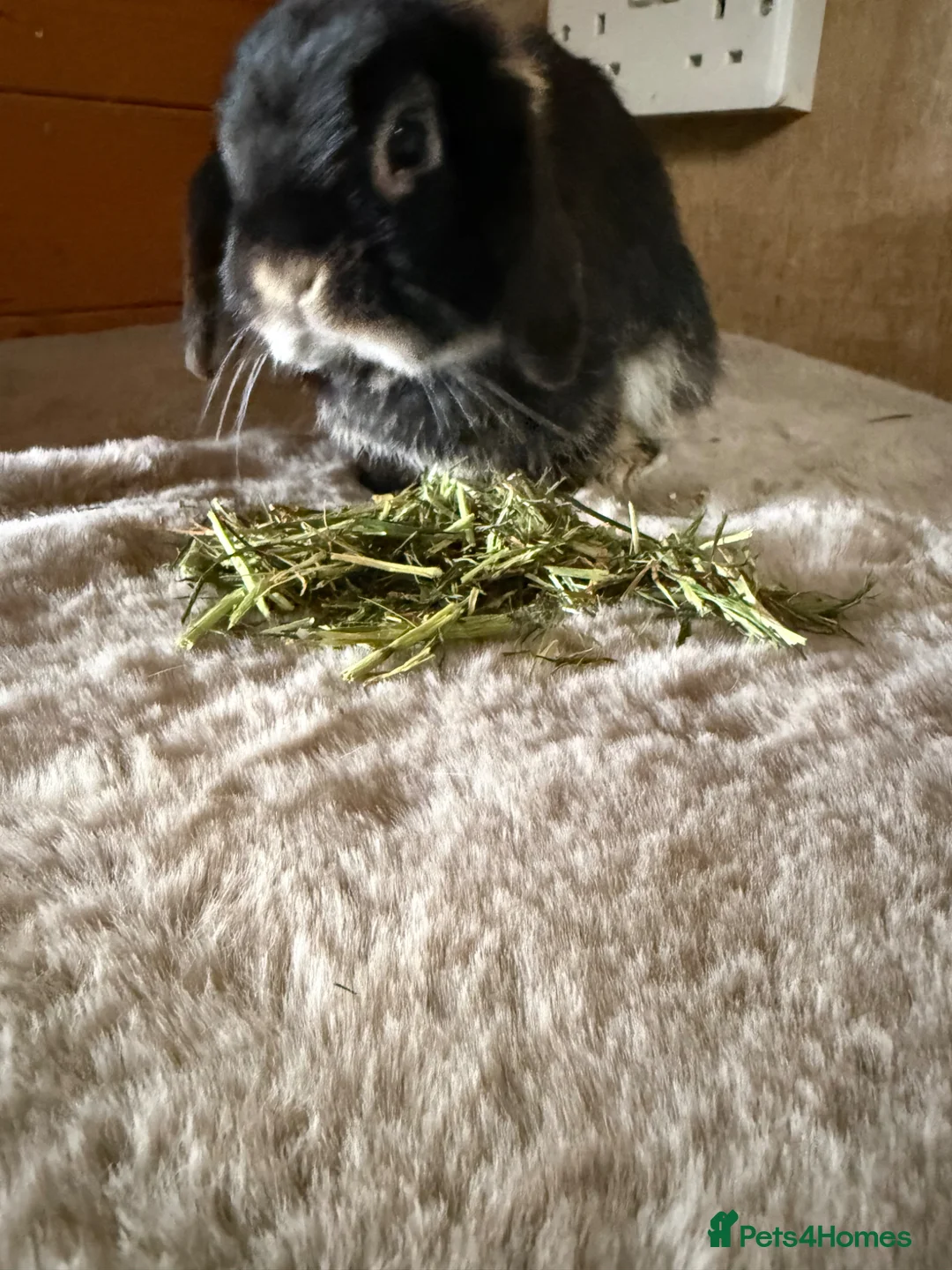 Mini Lop rabbits for sale: Lovely Mini lop girl  - Advert 2