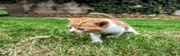 Mixed Breed cats for sale: Georgous Kittens Looking For A New Home - Advert 12