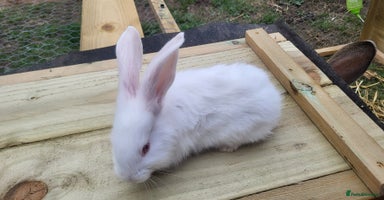 Continental Giant rabbits - Advert 4