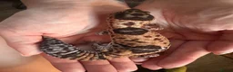 Gecko reptiles for sale: Oreo  female african fat tail - Advert 3