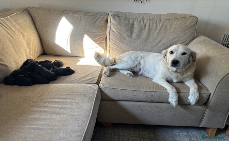 Goldendoodle dogs - Advert 1