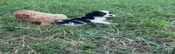 Cavalier King Charles Spaniel dogs for sale: Beautiful Cavalier Puppies Looking for Forever in Ashford - Advert 14