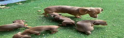Dachshund dogs for sale: 4 beautiful chocolate dachshund puppy’s  - Advert 2