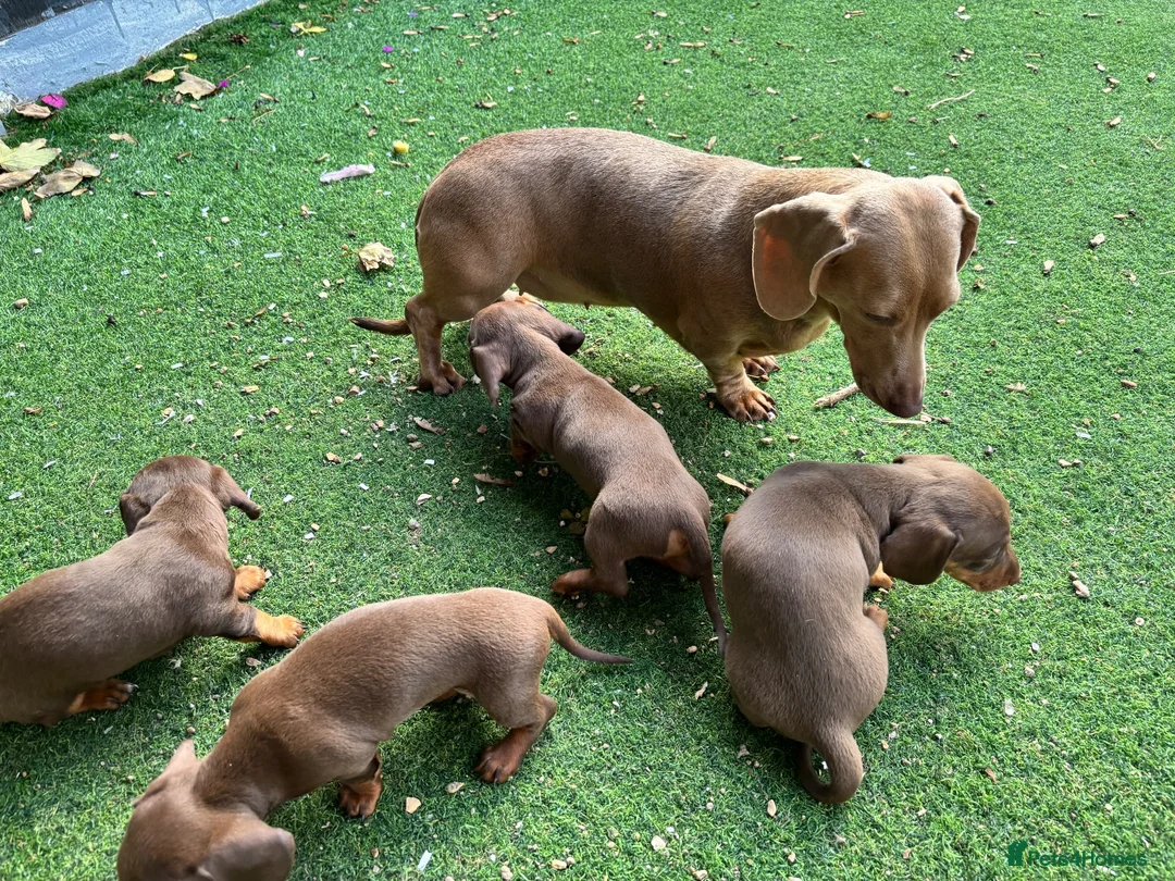 Dachshund dogs for sale: 4 beautiful chocolate dachshund puppy’s  - Advert 2