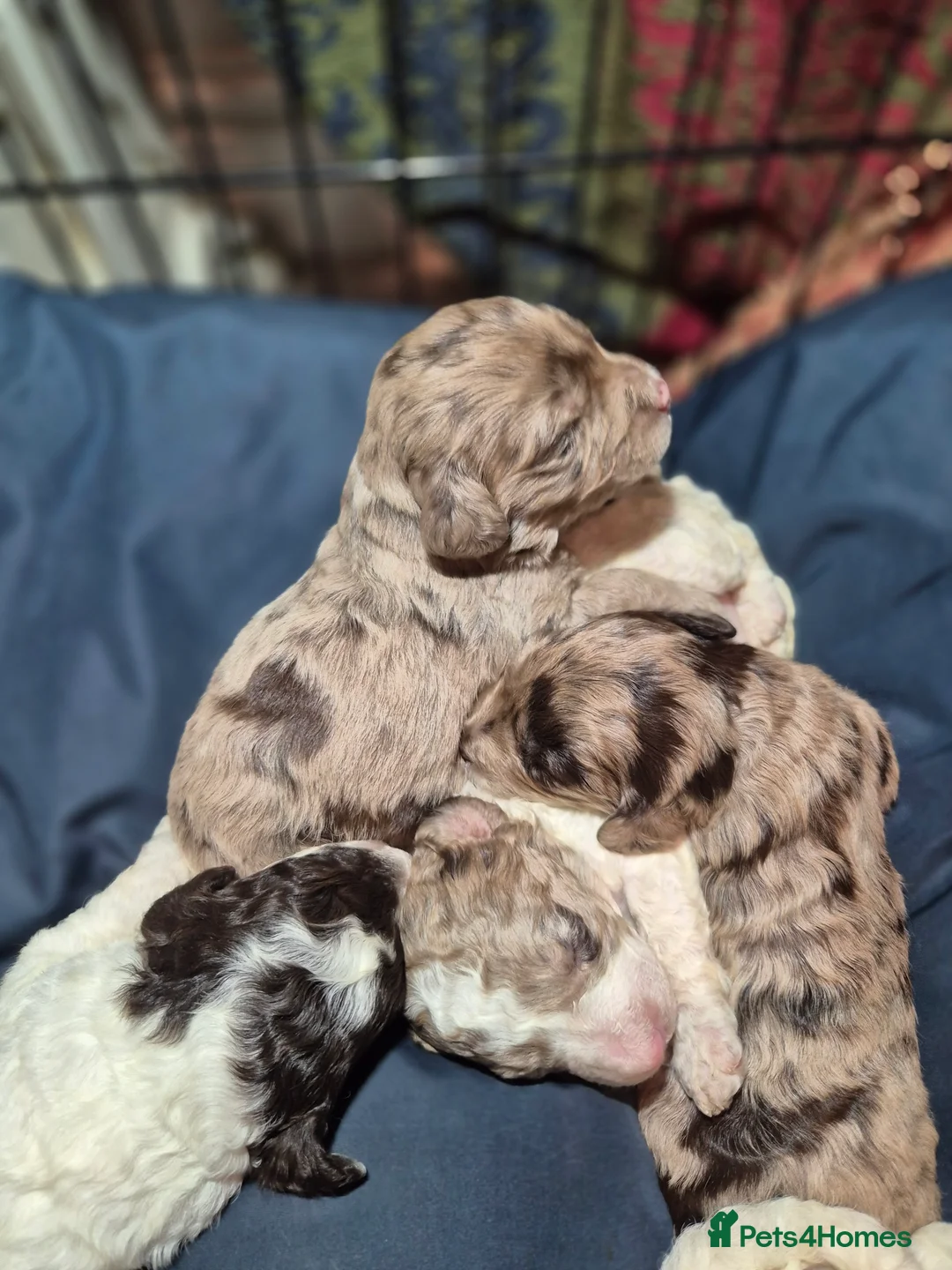 Cockapoo dogs for sale: Stunning F2B cockapoos - Advert 13
