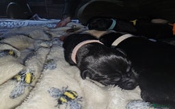 Labrador Retriever dogs for sale: KC reg Labrador puppies – Black and Yellow  - Image 11