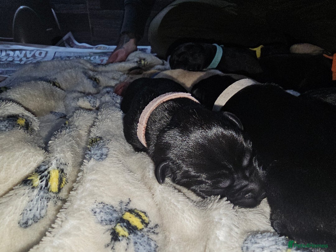 Labrador Retriever dogs for sale: KC reg Labrador puppies – Black and Yellow  - Image 11