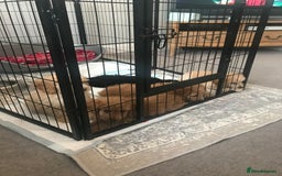 Cockapoo dogs for sale: 🐩🐶STUNNING F1 COCKAPOO PUPPIES🐶🐩 - Image 28