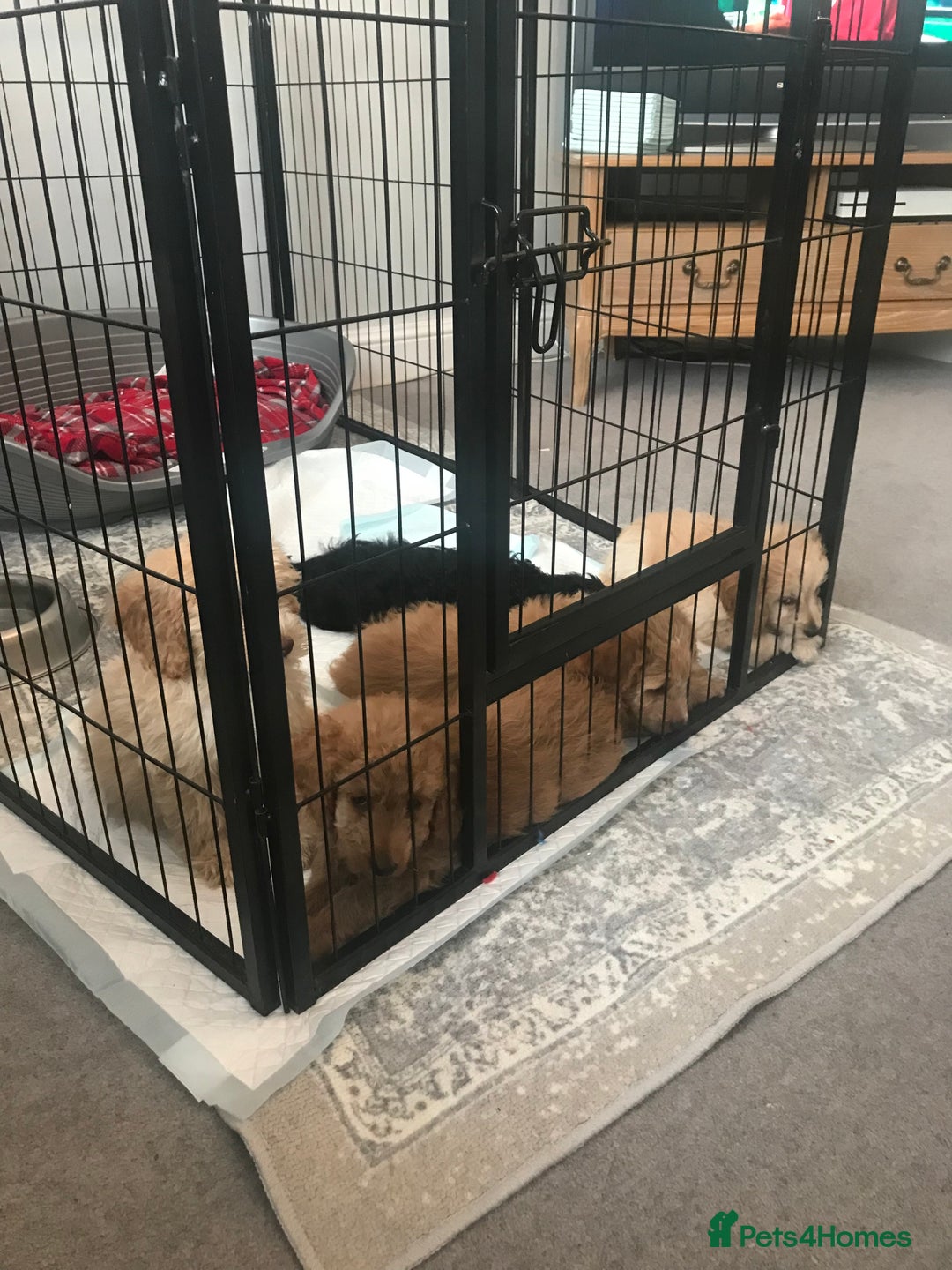 Cockapoo dogs for sale: 🐩🐶STUNNING F1 COCKAPOO PUPPIES🐶🐩 - Image 28