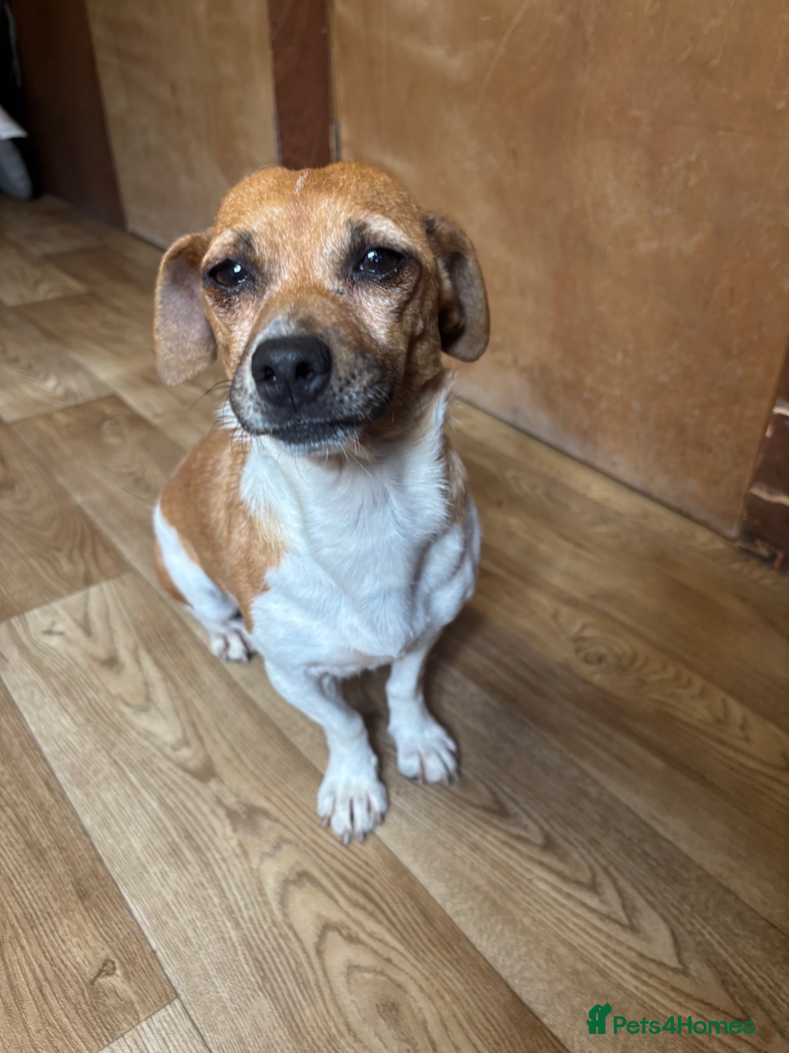 Mixed Breed dogs for sale: Jack Russell x Yorkshire Terrier  - Advert 17
