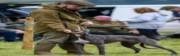 Lurcher dogs for sale: Lurcher Puppies. 5 boys and 1 girl left in Taunton - Advert 1