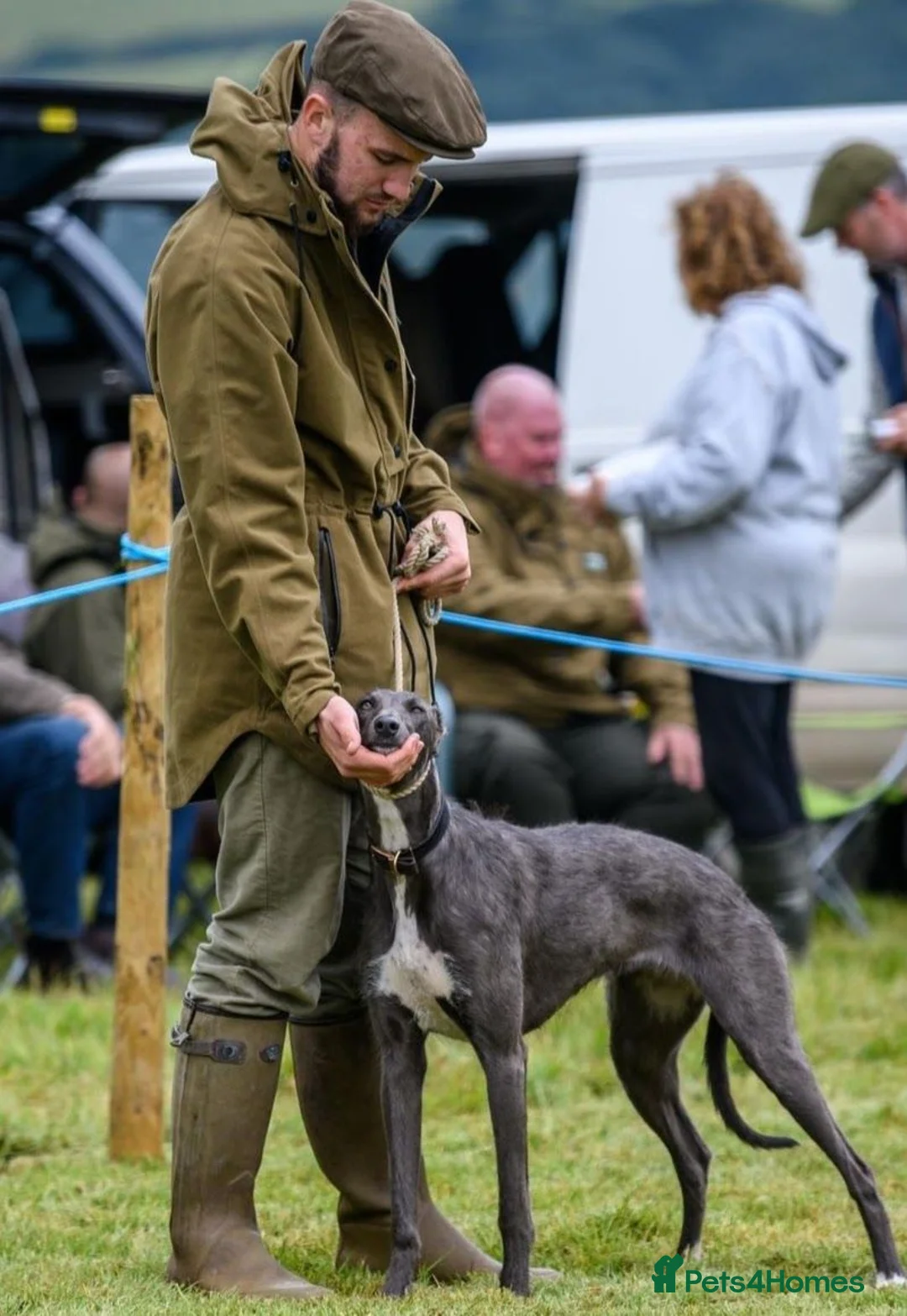 Lurcher dogs for sale: Lurcher Puppies. 5 boys and 1 girl left in Taunton - Advert 1