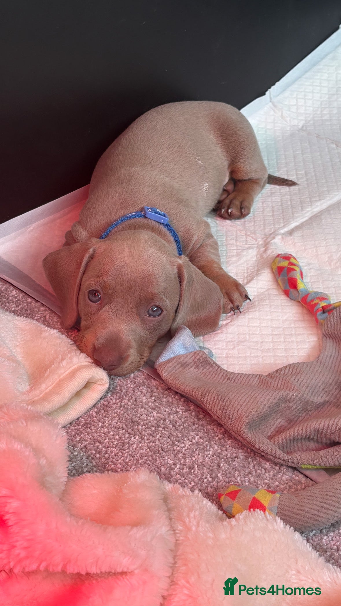 Miniature Dachshund dogs 1 beautiful Isabella tan boy left  - Advert 4