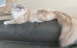 Ragdoll cats for sale: Blue Lynx TICA boy  - Image 22