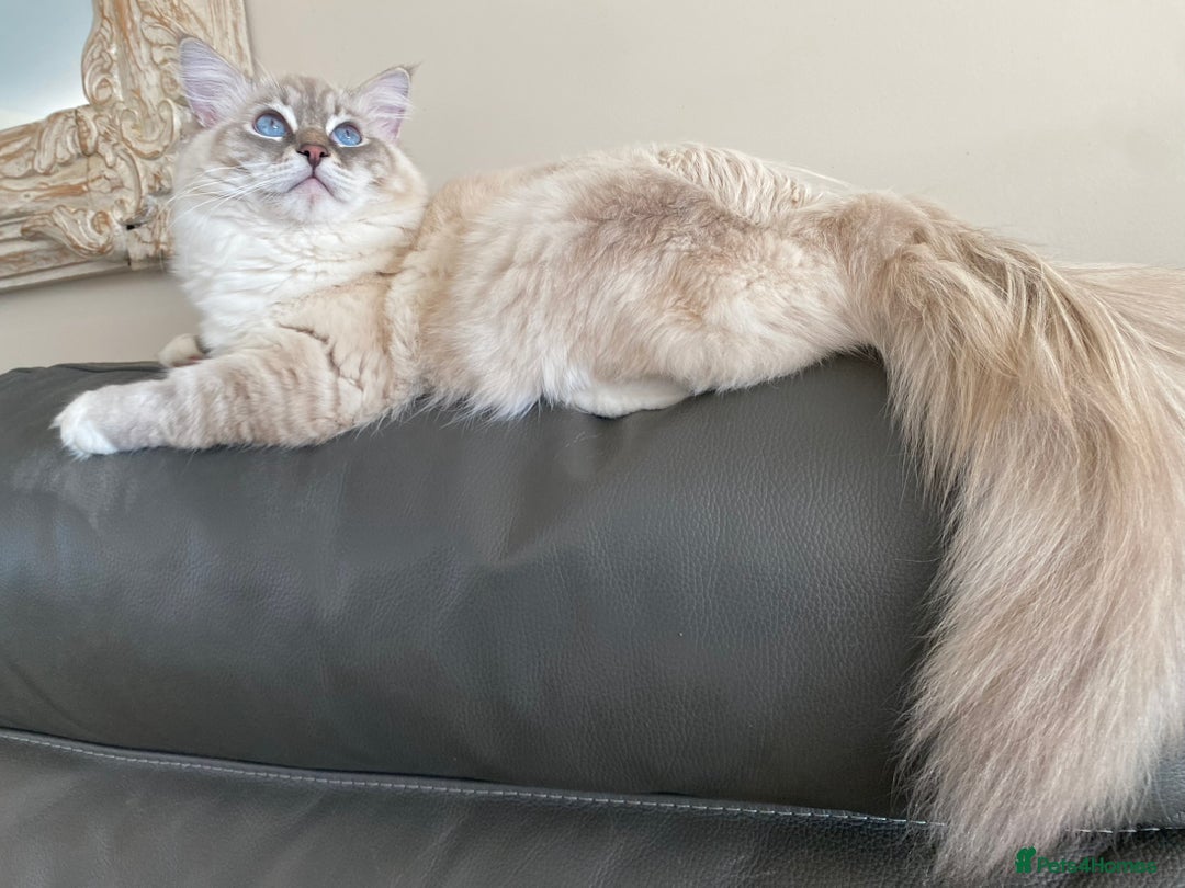 Ragdoll cats for sale: Blue Lynx TICA boy  - Image 22