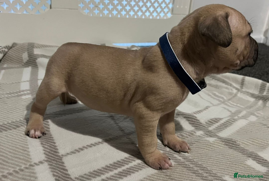 American Bulldog dogs for sale: American bulldogs puppies  - Advert 12