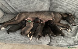 Lurcher dogs for sale: Beddy/whippet/greyhound  - Advert 1