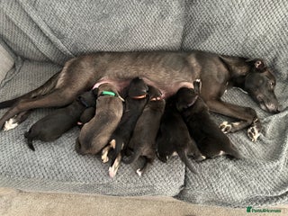 Lurcher dogs for sale: Beddy/whippet/greyhound - Advert 1