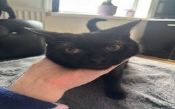 Mixed Breed cats for sale: 2  kittens  - Advert 7