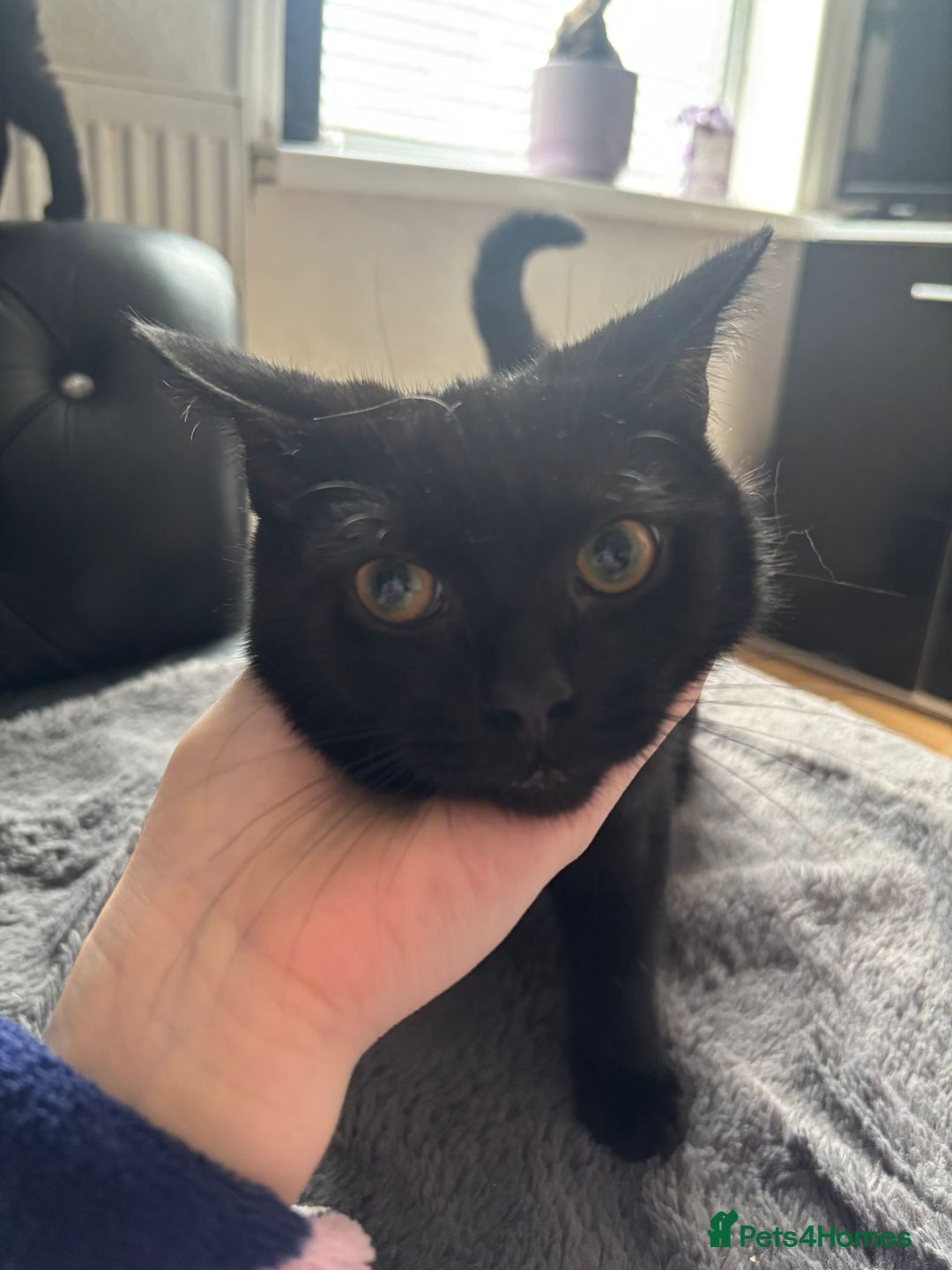 Mixed Breed cats for sale: 2  kittens  - Advert 7