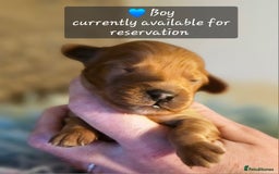 Cavapoo dogs for sale: Exceptional Quality F1 Cavapoos - Advert 6