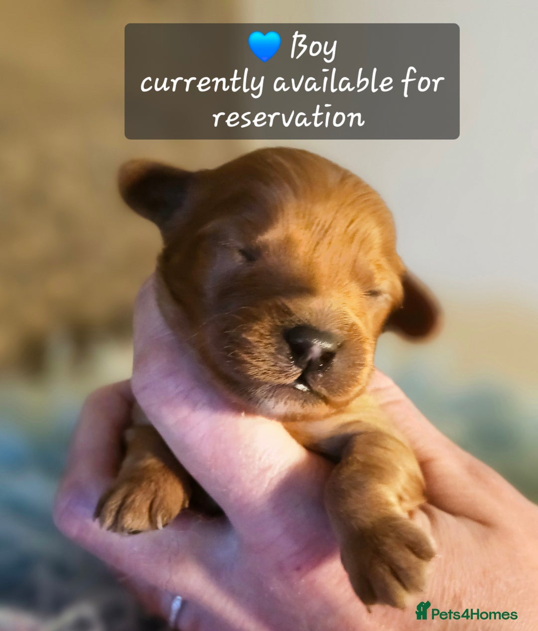 Cavapoo dogs for sale: Exceptional Quality F1 Cavapoos - Advert 6