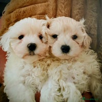 Maltipoo dogs F1 HEALTH TESTED FLUFFY TOY MALTIPOO PUPPIES - Advert 3