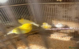 Canaries birds for sale: Canaries available  - Image 1