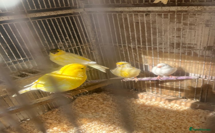 Canaries birds - Advert 14