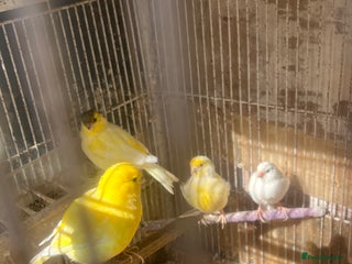 Canaries birds - Advert 10