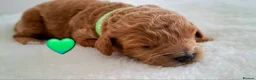 Cavapoo dogs for sale: 🥇❤️Beautiful F1 Cavapoo Puppies 5★ Reviews 🐾 - Advert 6