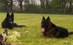 German Shepherd dogs for sale: ⭐️Beautiful German Shepherds puppies ⭐️ - Image 11
