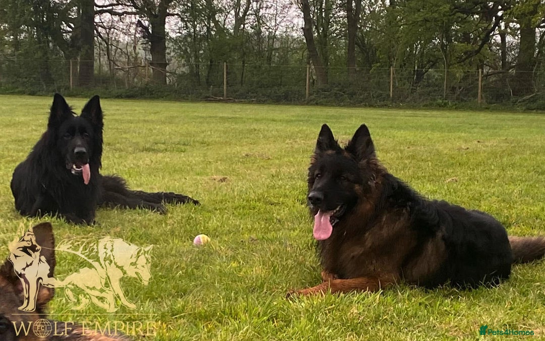 German Shepherd dogs for sale: ⭐️Beautiful German Shepherds puppies ⭐️ - Image 11