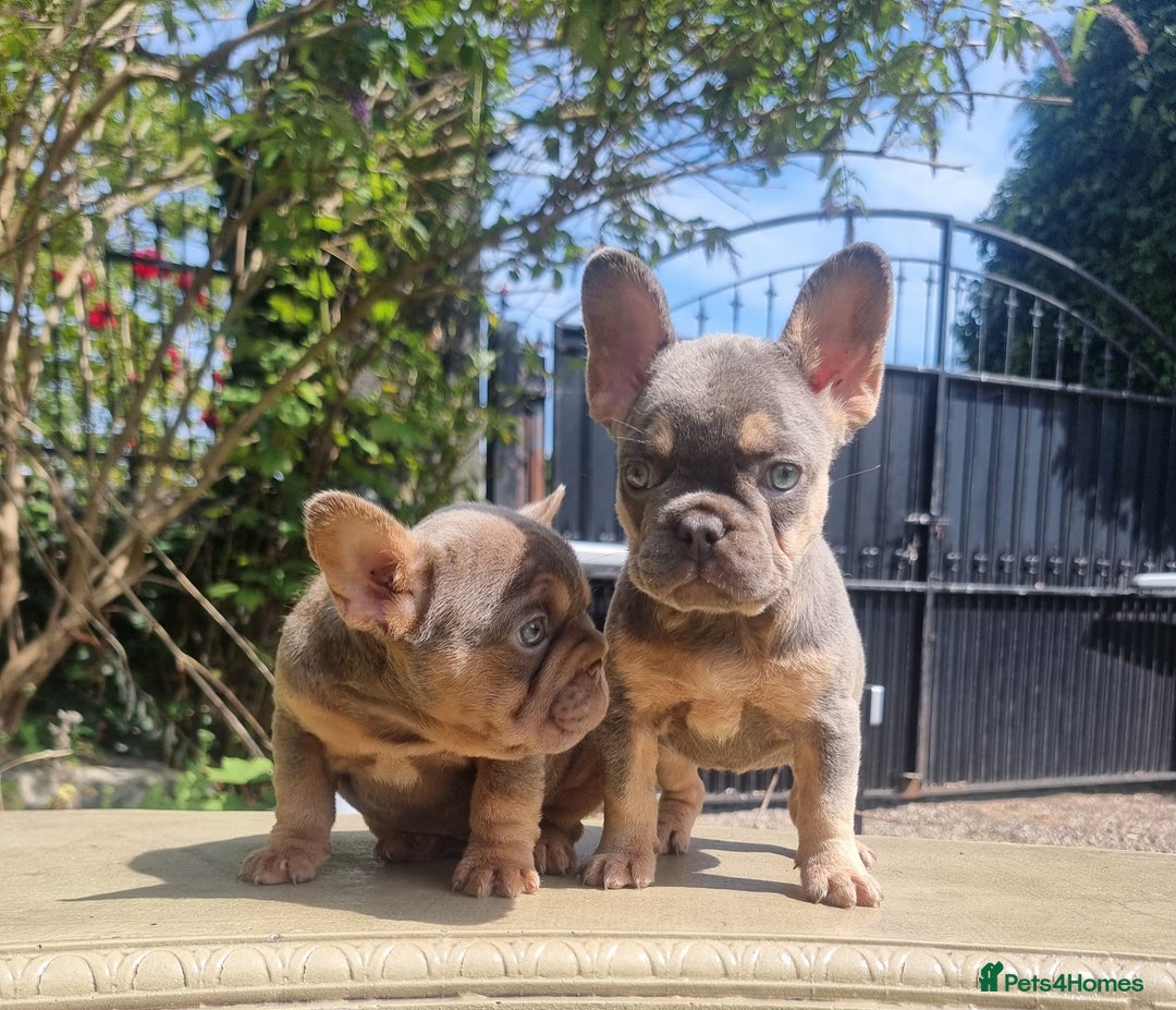 French Bulldog dogs for sale: Beautiful French bulldogs - Image 22