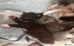Mixed Breed cats for sale: Mixed breed kittens- Grey & white males and Tuxedo - Image 8