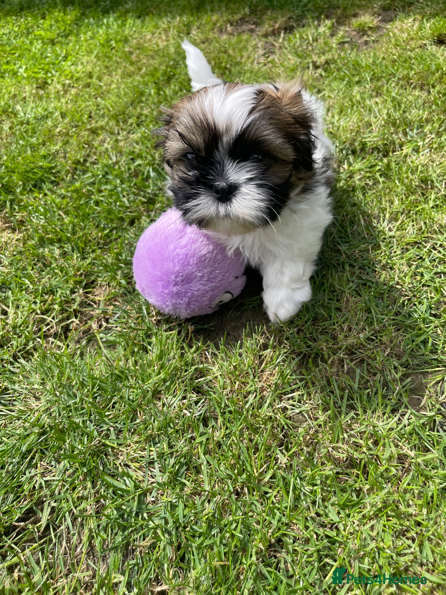 Shih Tzu dogs Imperial Shihtzu puppies for sale  - Advert 2