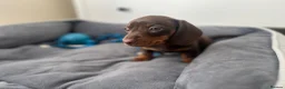 Miniature Dachshund dogs for sale: ONLY 2 LEFT!! KC Miniature Dachshund Puppies - Advert 27