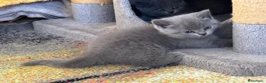 British Shorthair 2
