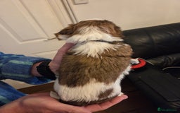 Shih Tzu dogs for sale: 5 stunning kc registered shih tzu pups - Image 4